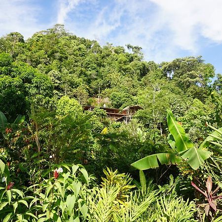 Lookout Inn Beach Rain-Forest Eco Lodge Carate エクステリア 写真
